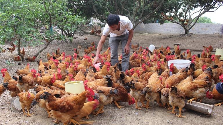 Có thể xảy ra khủng hoảng thiếu gia cầm vào Tết này