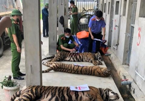Vụ nuôi nhốt 17 con hổ lớn giữa khu dân cư: Chính quyền, hàng xóm không hay biết?