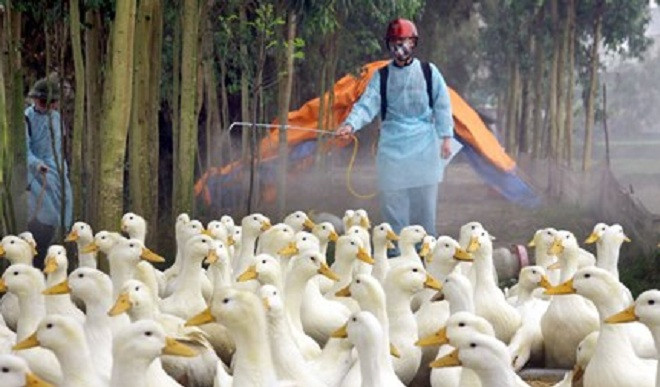 Chính sách mới cho người hoạt động thú y 