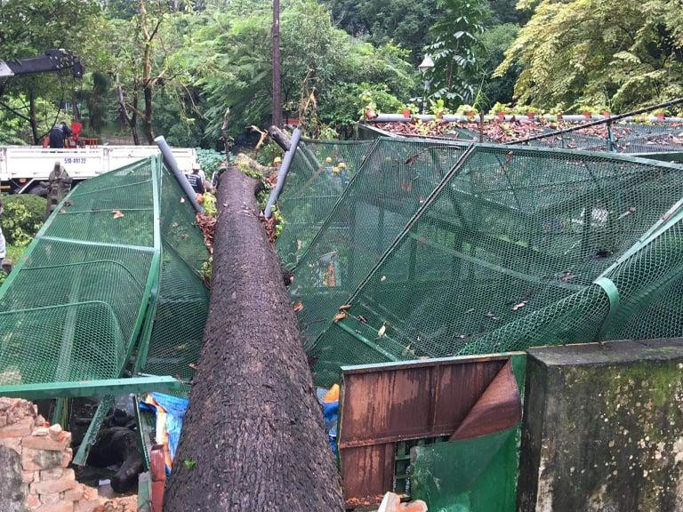 Cây cổ thụ ngã đè lên chuồng thú trong Thảo Cầm Viên.