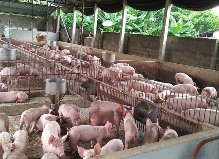 Giá lợn hơi và thương phẩm đang trên đà tăng giá