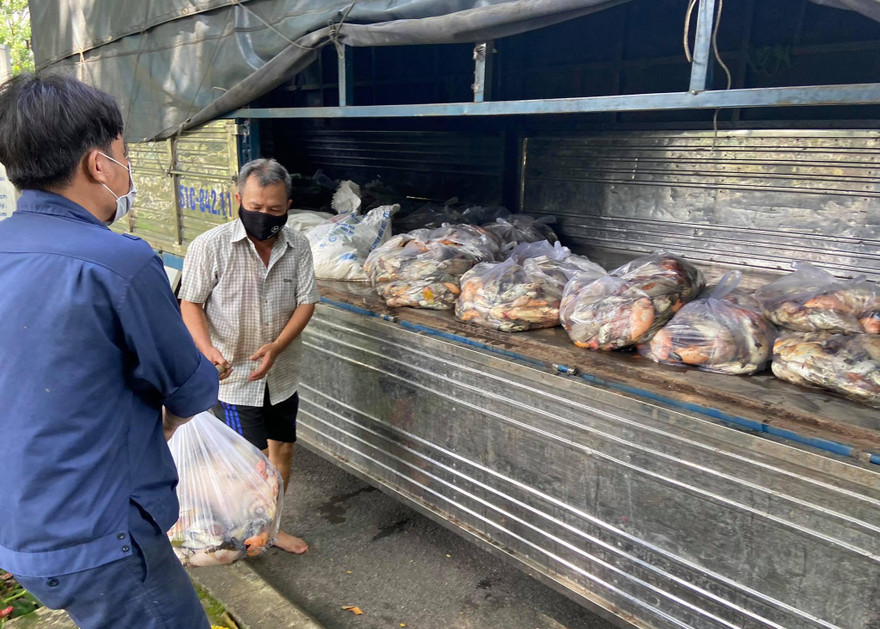 Nhân viên vệ sinh thu gom cá để đưa đi tiêu hủy.