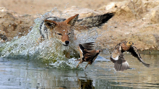 Những bức ảnh ghi lại khoảnh khắc một con chó rừng đói bụng cố gắng đuổi bắt nhưng vẫn thất bại trong việc biến đàn chim thành bữa tối. 