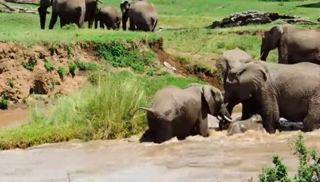 Cảm động khoảnh khắc voi mẹ cứu con khỏi dòng nước xiết