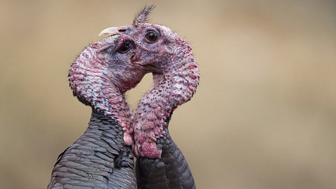 Cặp gà tây hoang dã quyết chiến với nhau trong vòng hơn 20 phút trên bãi cỏ ở bang Montana, Mỹ. Chúng dùng mỏ để mổ vào mặt nhau, thỉnh thoảng tung cánh để thực hiện những cú đá chí mạng vào đối thủ.