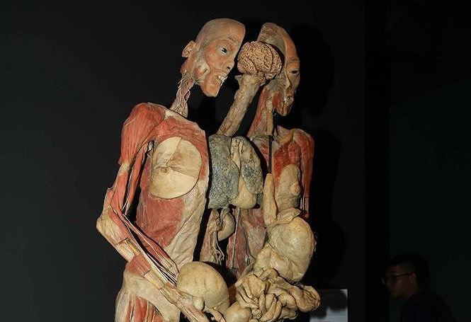 Tận thấy các mẫu vật xác người gây ám ảnh tại triển lãm ở TPHCM