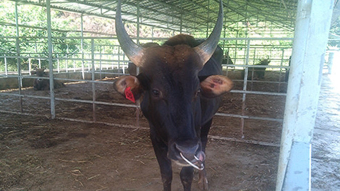 Hậu duệ F1 của con bò tót si tình.