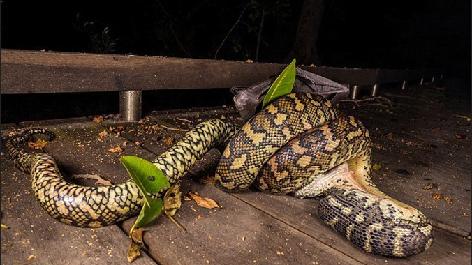 Cáo bay đen có vẻ là món ăn ưa thích của những con trăn khổng lồ.