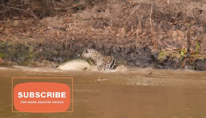 Báo đốm dũng mãnh lao xuống sông hạ gục 'sát thủ đầm lầy'