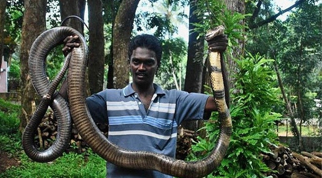 Hổ chúa vùng Western Ghats. 