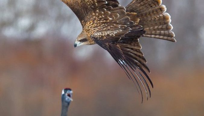 Cuộc chiến xảy ra khi một con đại bàng lao xuống cướp bữa trưa của sếu đầu đỏ.