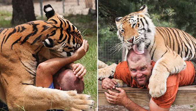 Carl Bovard thừa nhận mình đang “đùa giỡn với tử thần” khi ăn ngủ với hổ dữ mỗi ngày, nhưng đó là một cách nâng cao nhận thức bảo tồn.