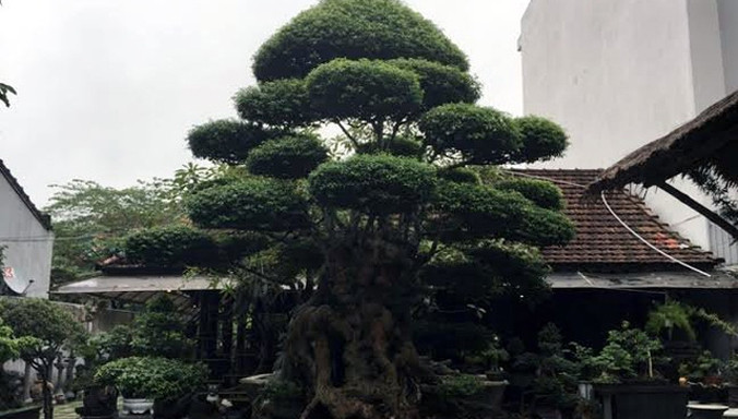 Cây mai chiếu thủy “siêu độc” được chưng trong sân một quán café trên đường Trường Chinh (TP. Huế)