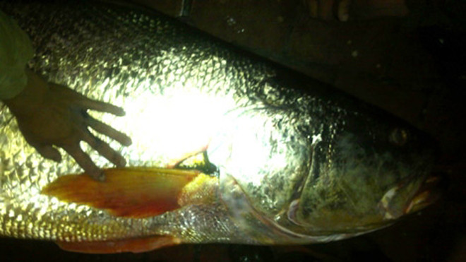 Con cá thủ vàng Bùi Đình Thắng bắt được ở cửa Ba Lạt