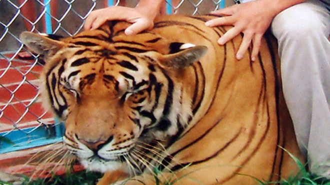 Con hổ tấn công chết anh Hải được cho rất hiền, cho nhân viên chăm sóc này cưỡi lên. Ảnh: N.T