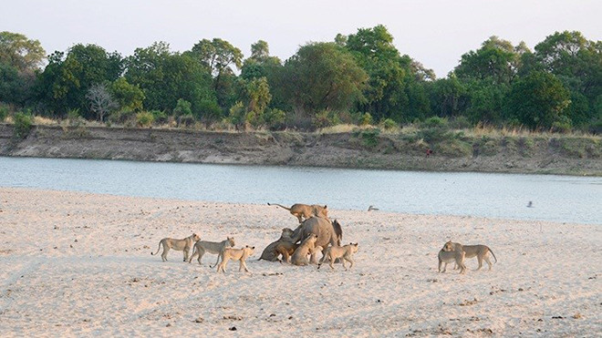 Mục kích voi trẻ đánh bật 12 sư tử, mở đường máu