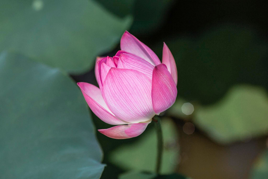 Tháng Năm này, về chiêm ngưỡng sắc hương hoa sen ở quê Bác.