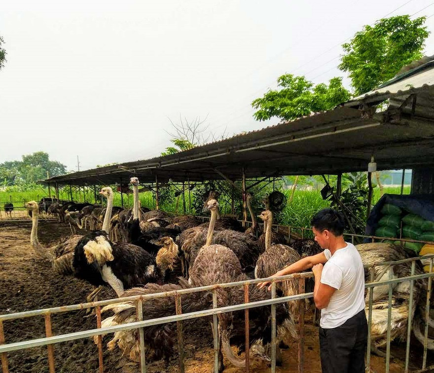 Nuôi đà điểu châu Phi thời COVID-19 hứa hẹn thu nhập trăm triệu đồng/năm