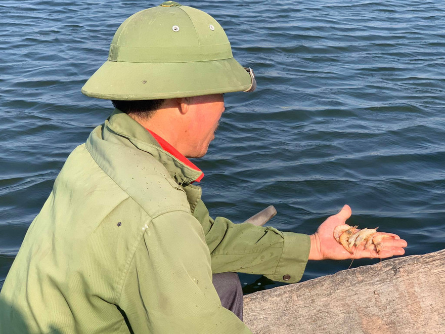 Hàng chục ha tôm ở Nghệ An chết trắng