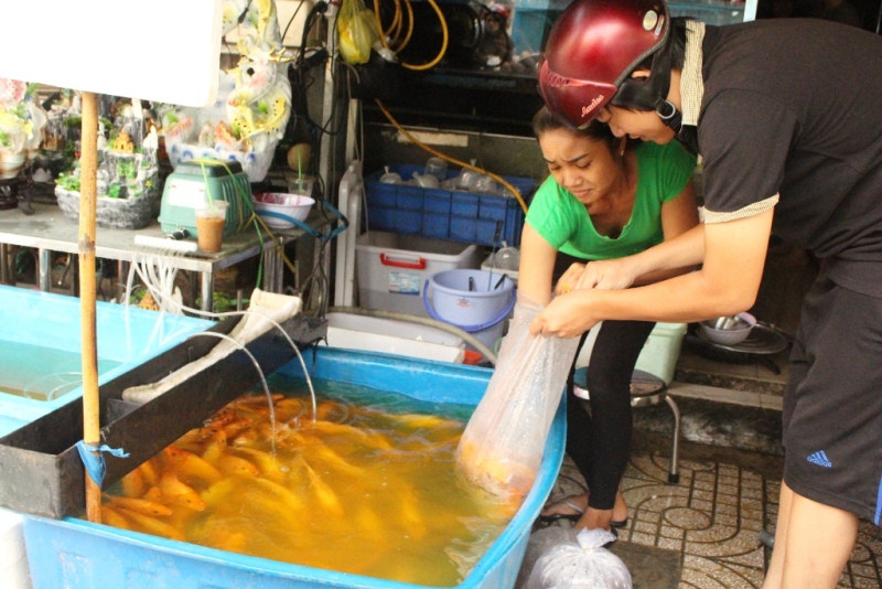 Chưa kịp "về trời", cá chép ông Táo đã bị chích điện 