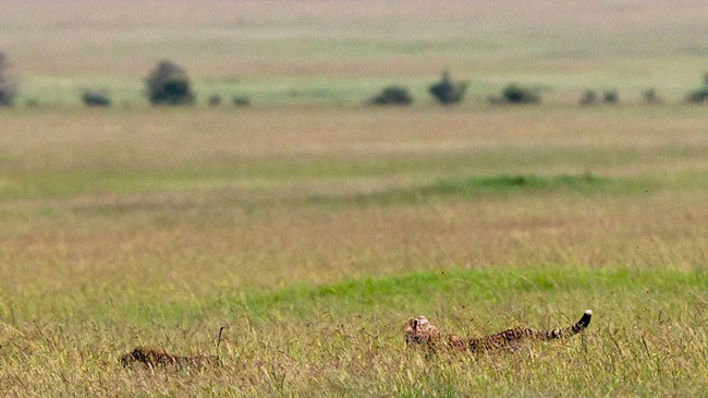 Nấp trong đám cỏ cao, báo gấm rón rén tiếp cận hai con lợn lòi. Nhưng mọi việc không diễn ra theo dự kiến của nó.