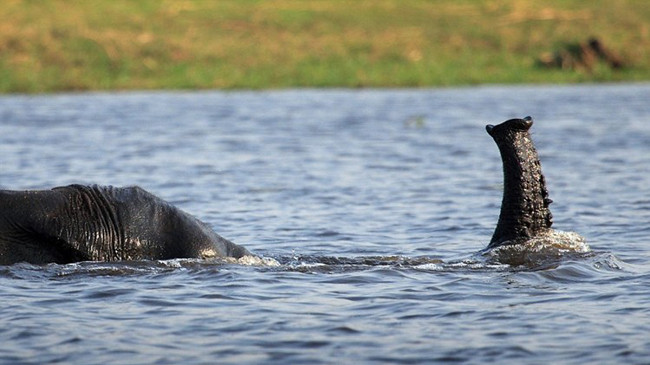 Voi giả làm quái vật hồ Loch Ness gây kinh ngạc