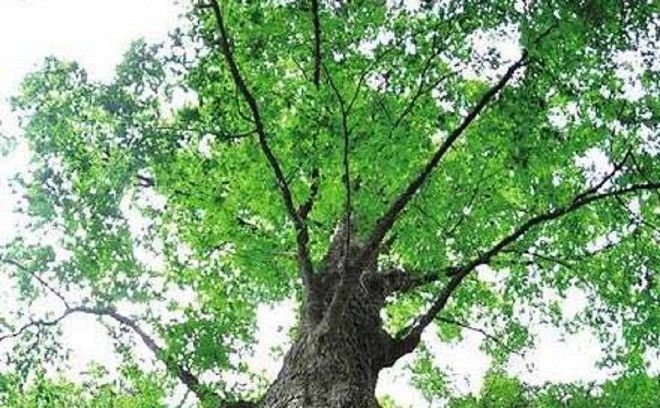 Thân cây cổ thụ có thể chứa tới 10 người. Ảnh: Sina