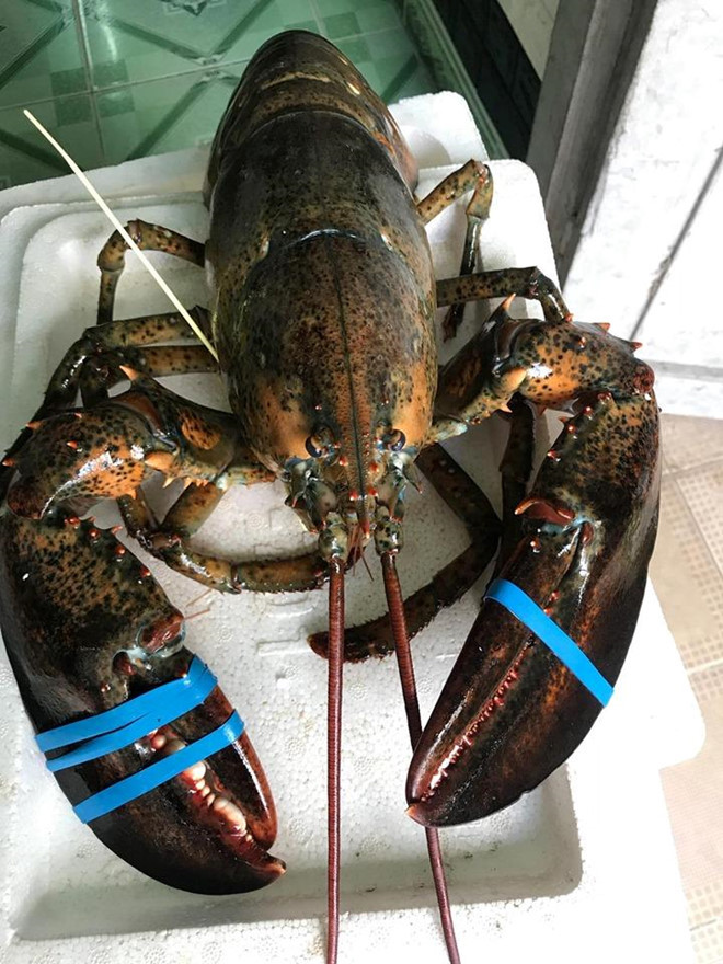 Nông sản Mỹ giá rẻ ‘đổ bộ’ về Việt Nam 