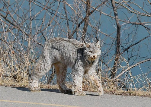 Tưởng chó cưng đi lạc, nhìn kỹ hóa ra là một trong tứ đại thần thú 