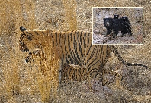 Thấy vợ chồng hổ vằn ân ái, gấu mẹ bực bội hét lên 'có trẻ con đây này'