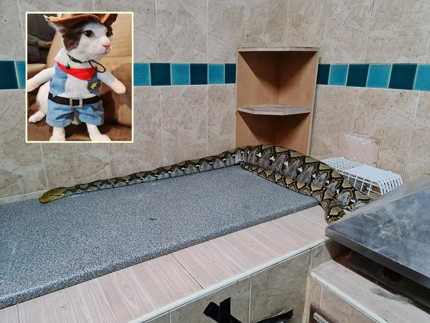 Đi tìm mèo cưng, bé gái chạm trán quái thú khổng lồ ngay trong bếp 