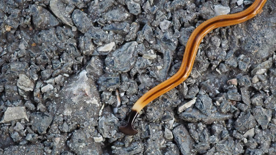 Choáng váng sinh vật đứt đôi cơ thể vẫn sống còn nhân bản làm hai