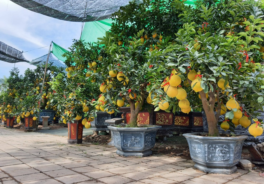 Bưởi Diễn chơi tết giá chục triệu đồng đổ bộ TPHCM