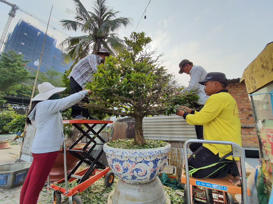 Người trồng mai đang trẩy lá để phục vụ dân chơi dịp Tết