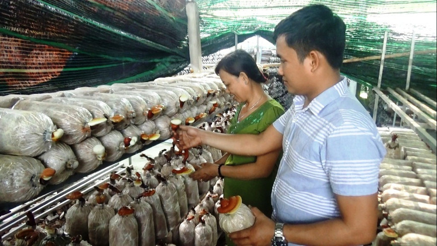 Anh Thắng cùng mẹ mình tại khu vực trồng nấm Linh Chi.