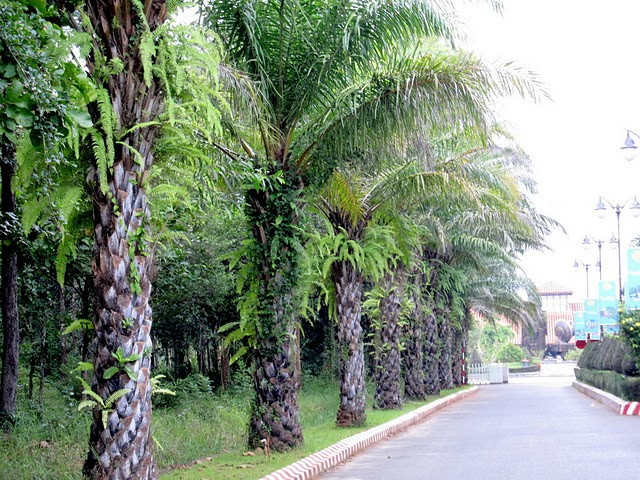 Trồng cây cọ dầu trên đường phố Hà Nội 