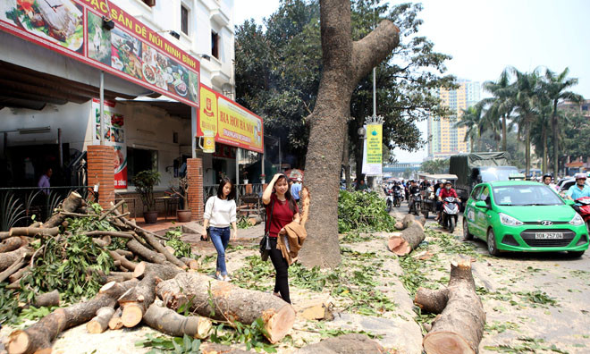 Vụ chặt hạ cây xanh: Sở Xây dựng đình chỉ công tác 3 cán bộ