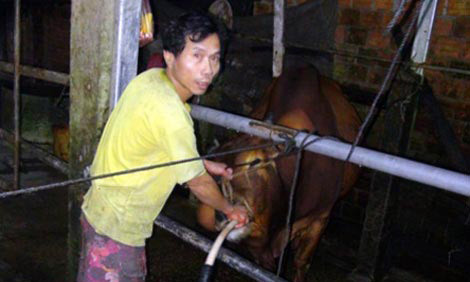 Bơm nước giếng khoan vào bụng bò ‘phù phép’ gầy thành béo