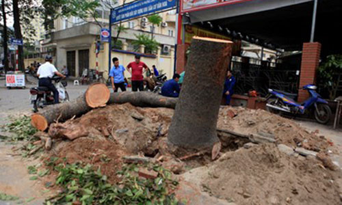 Hà Nội cần giải đáp minh bạch những câu hỏi về việc chặt cây