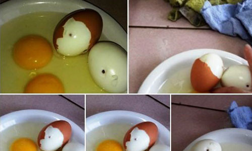 Không thể có trứng gà tiêm máu bị nhiễm HIV