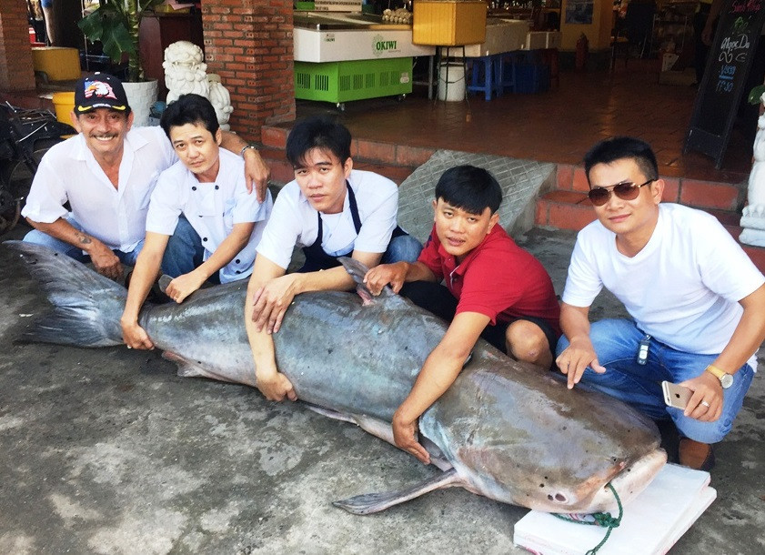 Con cá tra dầu dài khoảng 2m có trọng lượng 210kg 