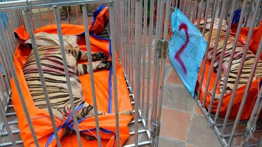 Đến nay, đã có 8/17 con hổ ở Nghệ An đã chết.