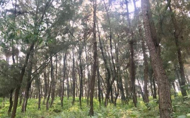 Rừng thông nơi phát hiện anh Nam tử vong cùng nhiều vết thương ở cổ và bụng