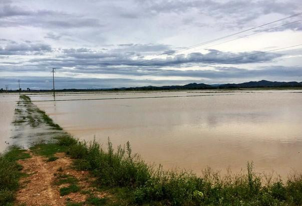 Ảnh hưởng bão số 2, hàng nghìn hecta lúa hoa màu ở Nghệ An, Hà Tĩnh chìm trong 'biển nước'
