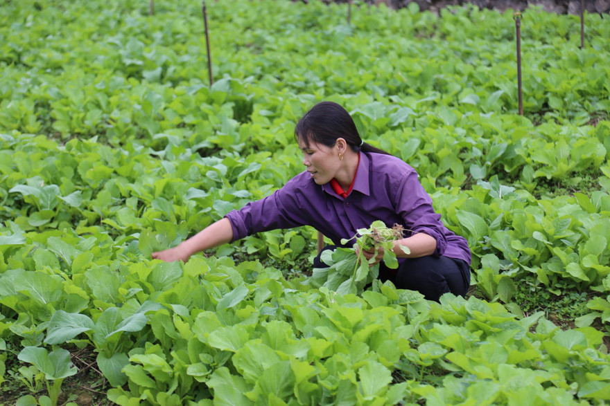 Rau sớm vụ đông giá cao gấp 2,3 lần so với chính vụ, nông dân phấn khởi