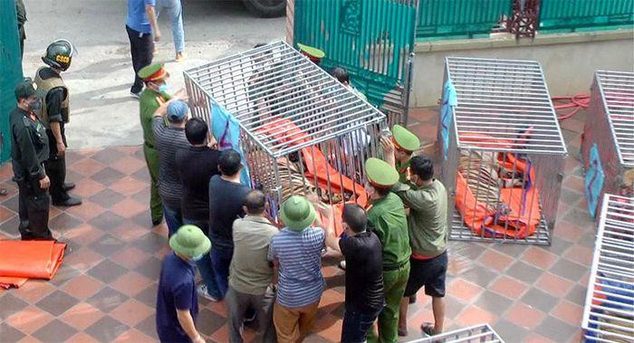 Vụ 9 con hổ còn sống sau giải cứu: Sẽ bàn giao cho 2 tỉnh đủ điều kiện chăm sóc