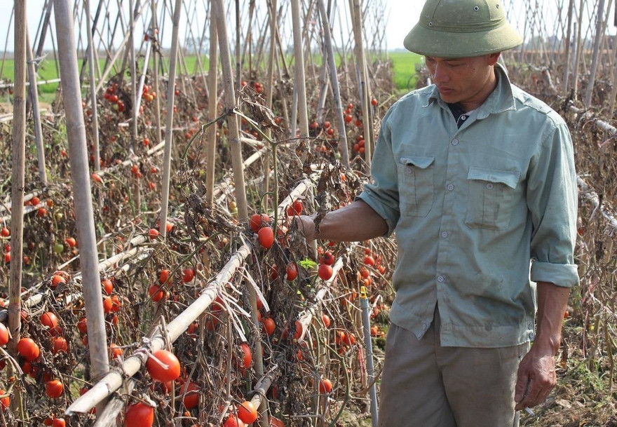 Người nông dân lại đau đáu điệp khúc “được mùa, mất giá”.