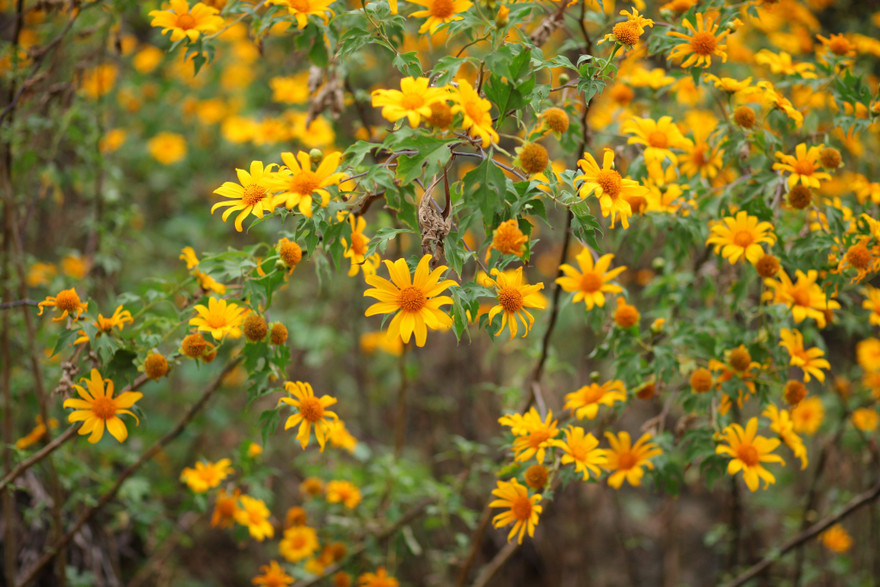 Ngắm dã quỳ khoe sắc vàng rực rỡ nơi miền biên viễn