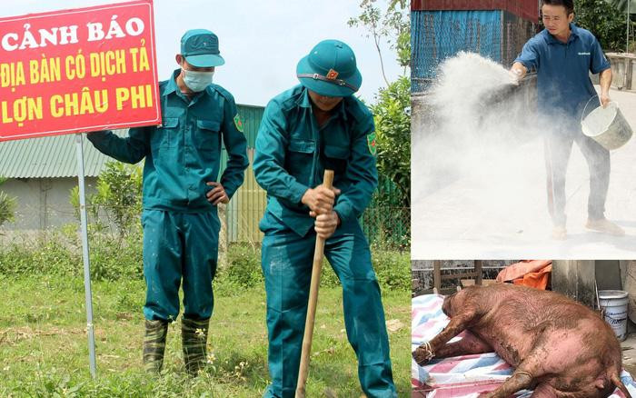 Tái xuất hiện dịch tả lợn châu Phi ở Nghệ An