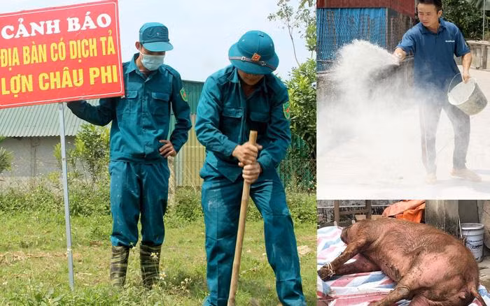 Tái xuất hiện dịch tả lợn châu Phi ở Nghệ An